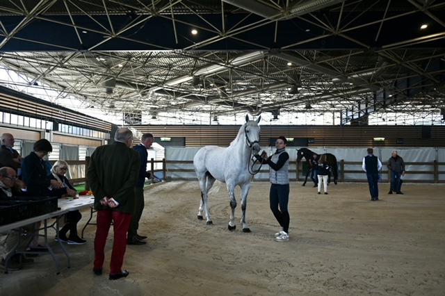 Visite vétérinaire equita Lyon cheval