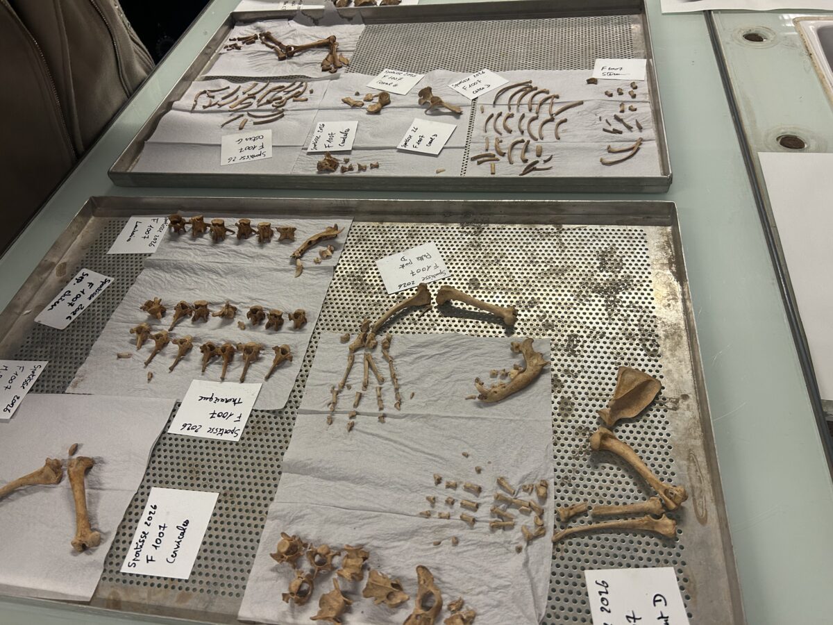 Ossement archéologie théatre des Trois Gaules