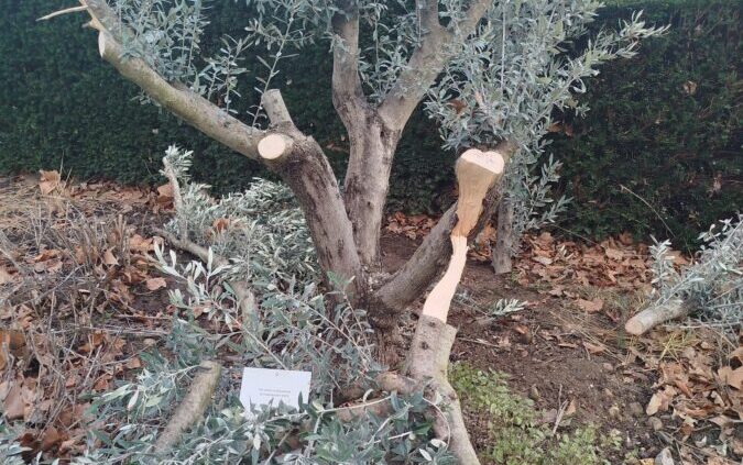 Arbre Ilan Halimi Saint-Genis Laval