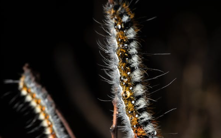 chenille processionnaire