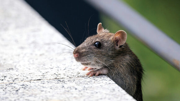 souris