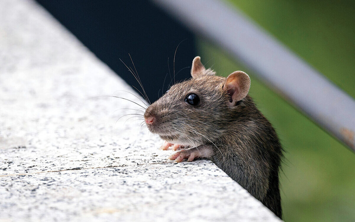 souris