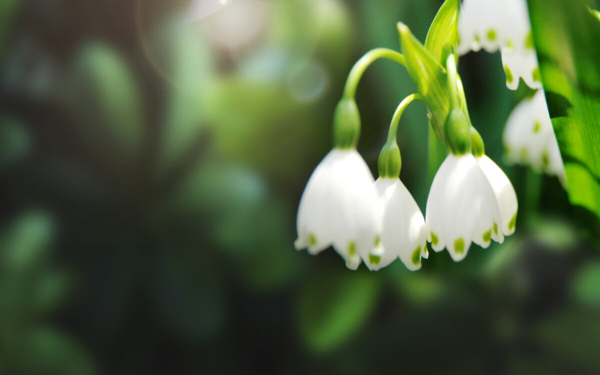 Muguet