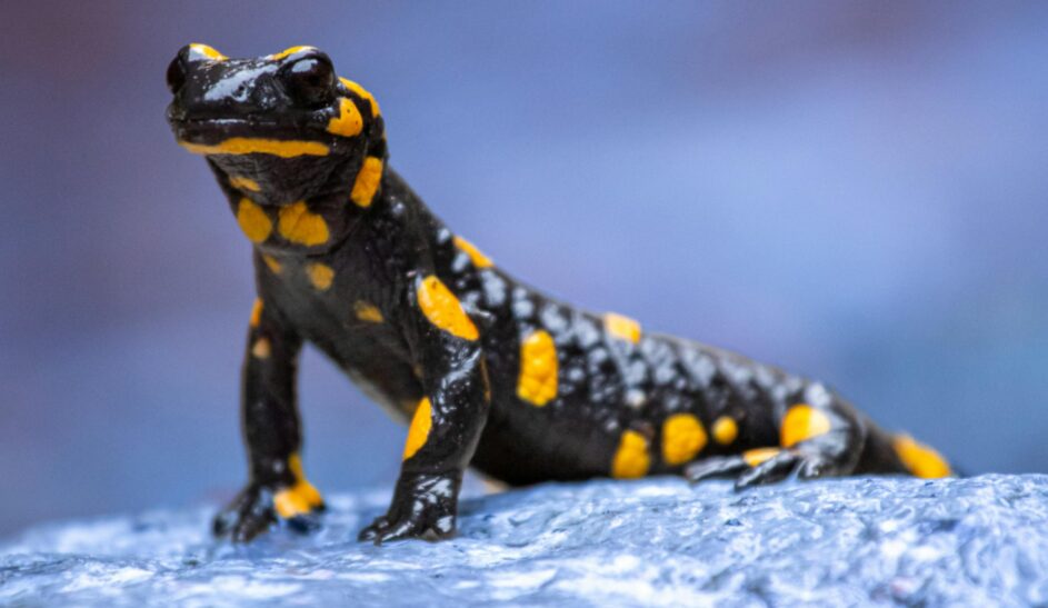 Salamandre